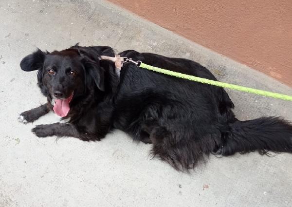 Nerina, Dolce Cagnolina Di 5 Anni Cerca Casa!